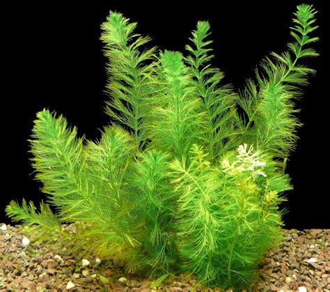 Перистолистник повойничковый или уруть елочная (Myriophyllum ...