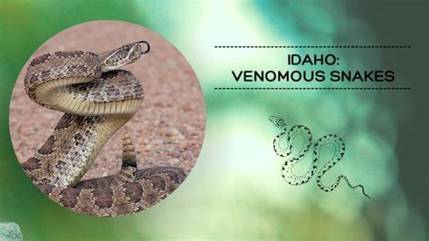 2 Most Venomous Snakes In Idaho A Snake Safety Guide For Outdoor