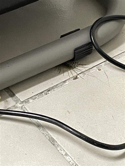 Overview For Horny Patrick