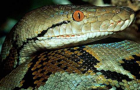 Reticulated python – the longest snake | DinoAnimals.com