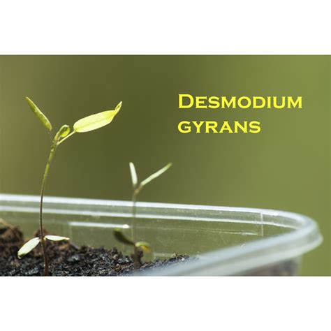 ต้นไม้เต้นระบำ Desmodium Gyrans, Codariocalyx motorius ช้อยนางรำ ...