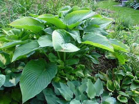 Хосты Гиганты Сорта Название Фото — Фото Картинки