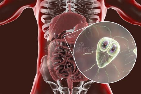 Protozoario Del Lamblia Del Giardia El Agente Causativo De La