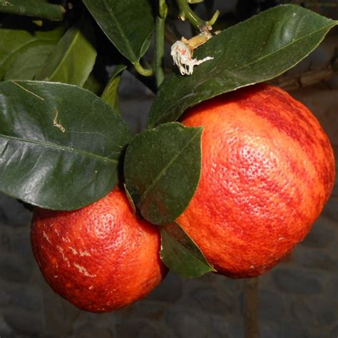 Limone Volkameriano Variegato Oscar Tintori Gli Agrumi In Toscana