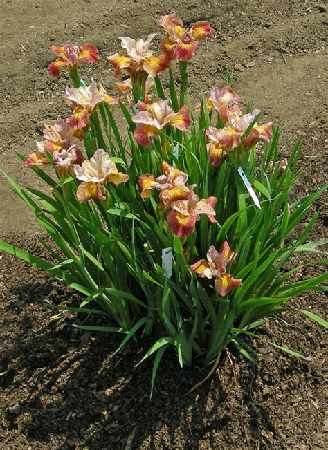 Iris siberica Peacock Butterfly sieries | Verschoor Horticulture