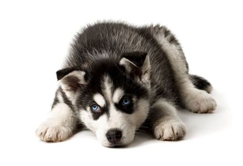 Husky Fotos und Bilder - Tolle Huskies auf tollen Fotos
