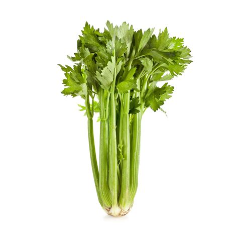 Celery | Veggycation