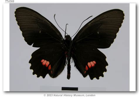 parides iphidamas phalias type specimens
