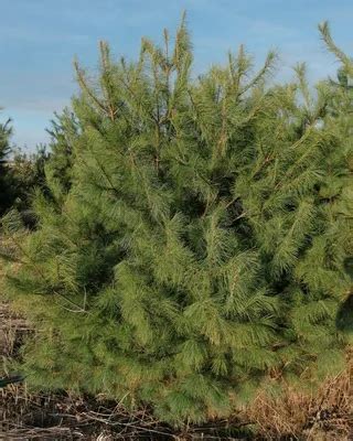 Веймутовая сосна фото - 76 картинок