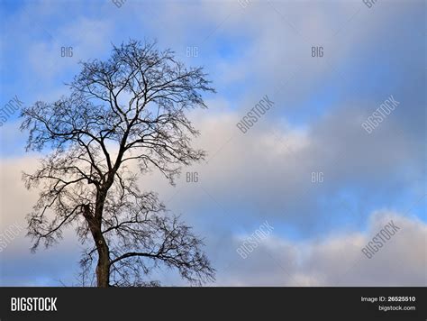 Old Naked Tree On Sky Image Photo Free Trial Bigstock