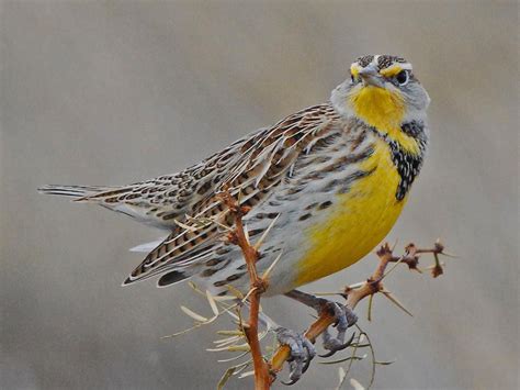 Montana State Flower And Bird Pretty Unbelievable Web Log Image Library