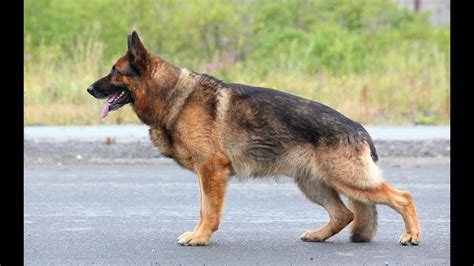 Comment Dresser Un Chien Berger Allemand Chien Nouvelles