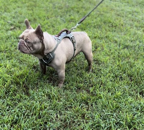 Isabella Frenchie - Stud Dog in Maryland, the United States | Breed Your Dog