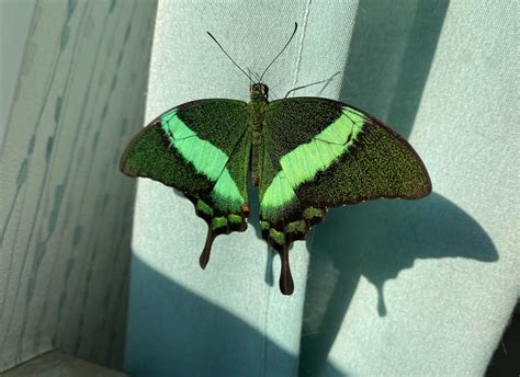 Бабочкарий | Пикабу