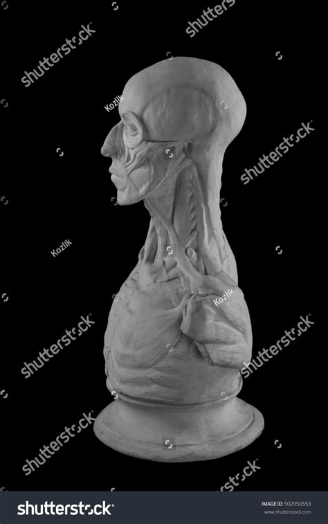 Plaster Statue Naked Man Anatomically Shaped Stock Photo