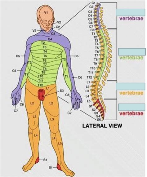 Rostral Caudal Segments Diagram Quizlet
