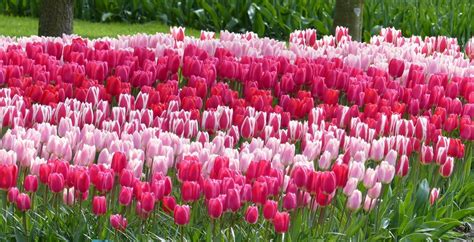 Faire refleurir les tulipes chaque année : nos conseils - Promesse de ...