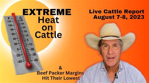 Brutal Heat On Cattle Take Necessary Measures Before Auctioning Youtube