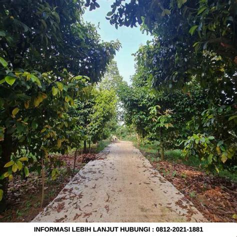 Jual Kebun Durian Hektar Di Bogor