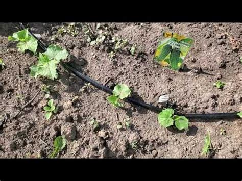 Огурец Предгорный виноград. От семян до урожая. - YouTube