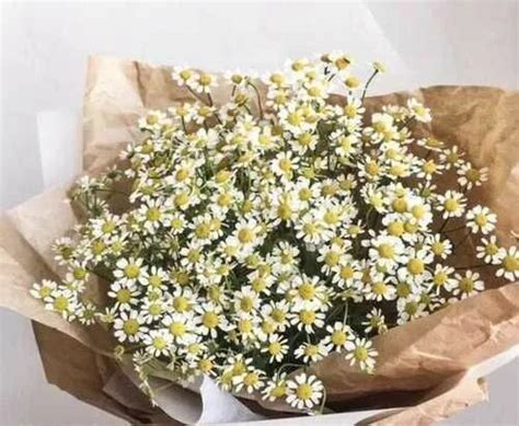 Ромашка мелкая кустовая: прелестные и нежные снимки
