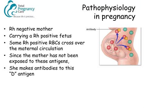 Management of the Rhesus Negative Mother | PPTX
