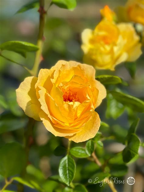 Yellow Climbing Rose Garden Yellow Climbing Roses At Sonoma