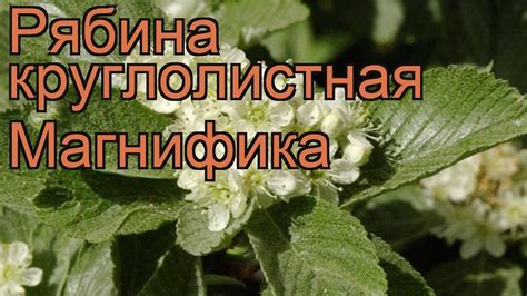 Рябина круглолистная Магнифика (sorbus aria magnifica) 🌿 обзор: как ...
