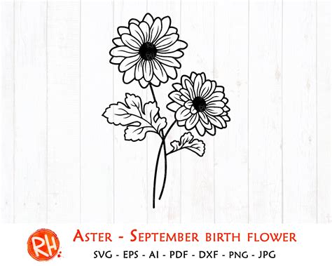 Aster Svg September Birth Flower Svg Michaelmas Daisy Etsy