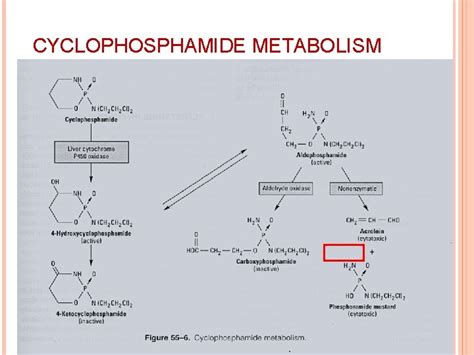 ALKYLATING AGENTS ALKYLATING AGENTS MECHANISM OF ACTION ALKYLATING