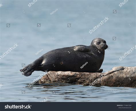 624 Baikal Seals Images Stock Photos And Vectors Shutterstock