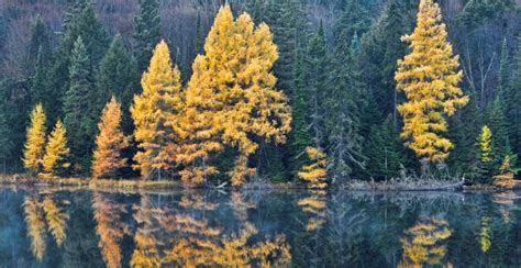 Ontario Biodiversity Council | tamarack-trees-on-lake-photo-credit ...