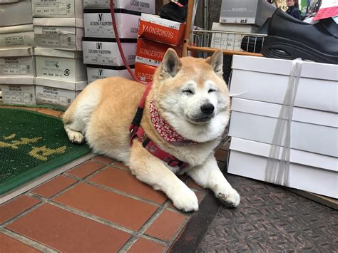happy shiba  tokyo rshiba
