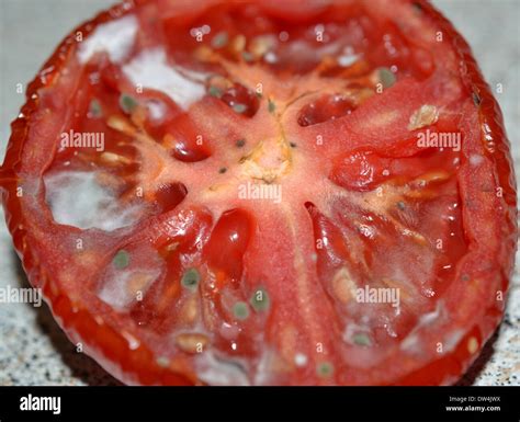 Rotten Tomato Fotograf As E Im Genes De Alta Resoluci N Alamy