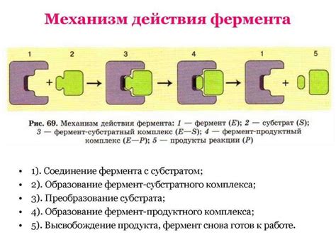 Белки-активаторы и белки-ингибиторы - презентация онлайн