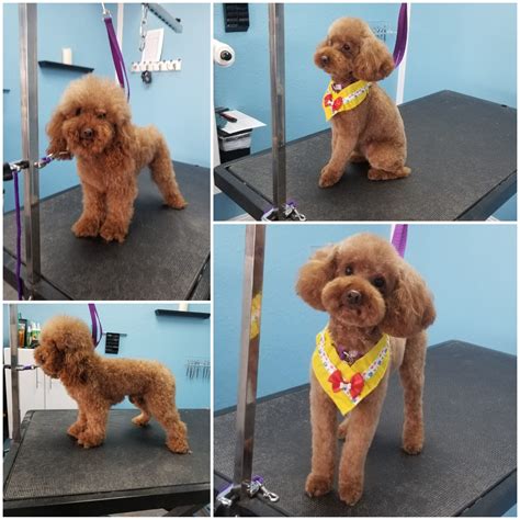 Red Dog Grooming at Cecil Messer blog