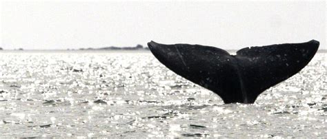 Boat Trippers Witness Bloody Birth Of Baby Gray Whale The Daily Caller