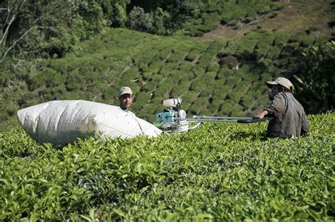 Tea Plantation Workers Stock Image C0018812 Science Photo Library