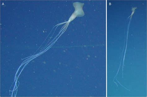 Rare squid with ‘elbow’ tentacles baffles scientists in spooky new ...