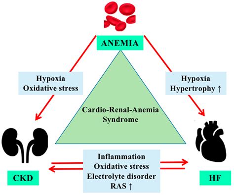 Life Free Full Text Managing Anemia Point Of Convergence For Heart