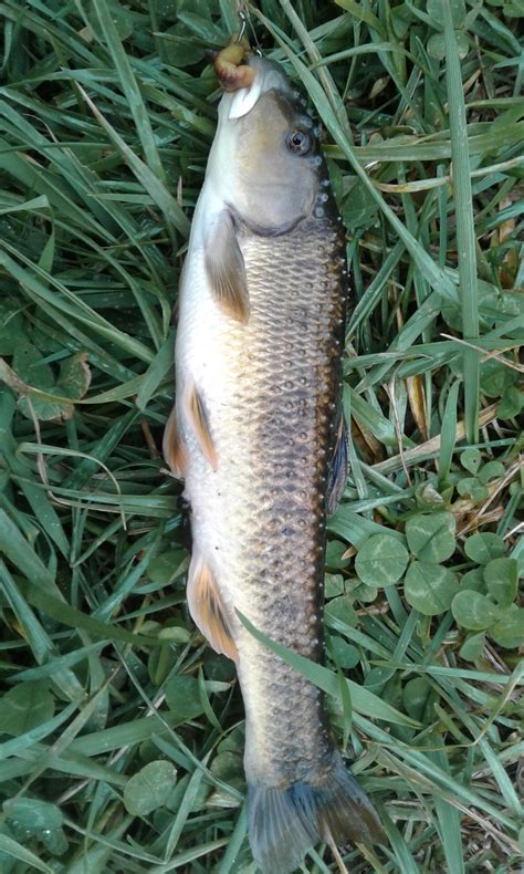 Stoneroller, Central the pyromaniac | www.roughfish.com