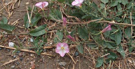 Id Basics Of Prohibited And Select Noxious Weeds Clark Brenzil Pag