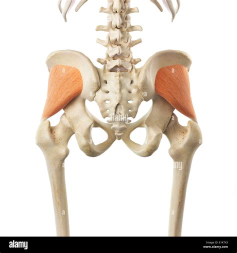 M Gluteus Minimus Captions Trend Today