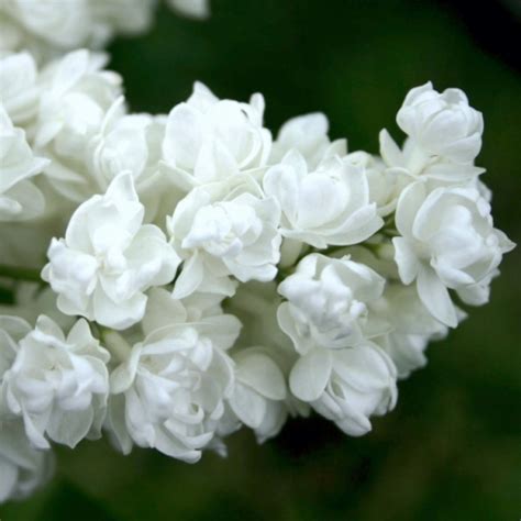 СИРЕНЬ ПАМЯТЬ О КОЛЕСНИКОВЕ