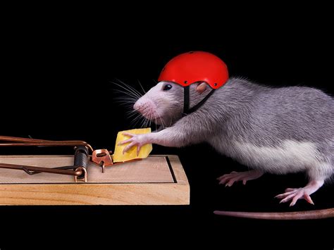 Умная крыса - 61 фото