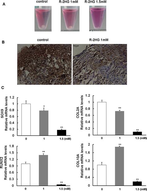 Chondrogenic Differentiation Of Mesenchymal Stromal Cells Mscs In The Download Scientific