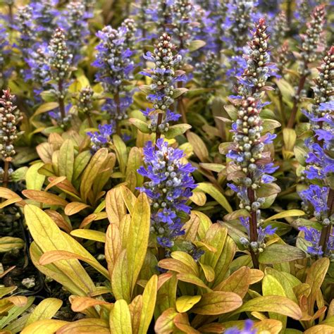 Ajuga reptans Feathered Friends 'Fancy Finch' – Fieldstone Gardens Inc