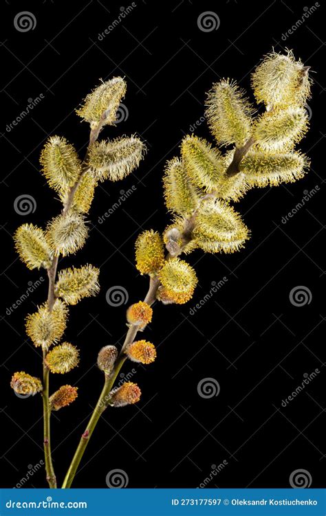 Blossoming Pussy Willow Twig Isolated On Black Background Stock Image Image Of Closeup Flora
