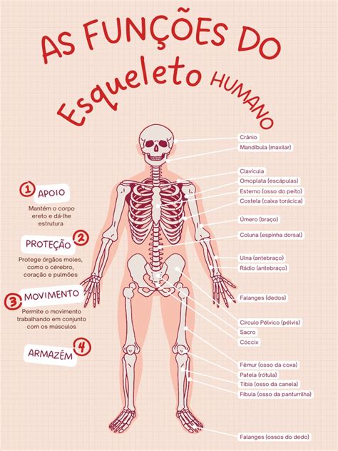 Função Do Esqueleto Humano - Funções Do Esqueleto Humano | PDF