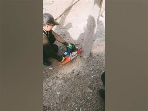 павлония - YouTube